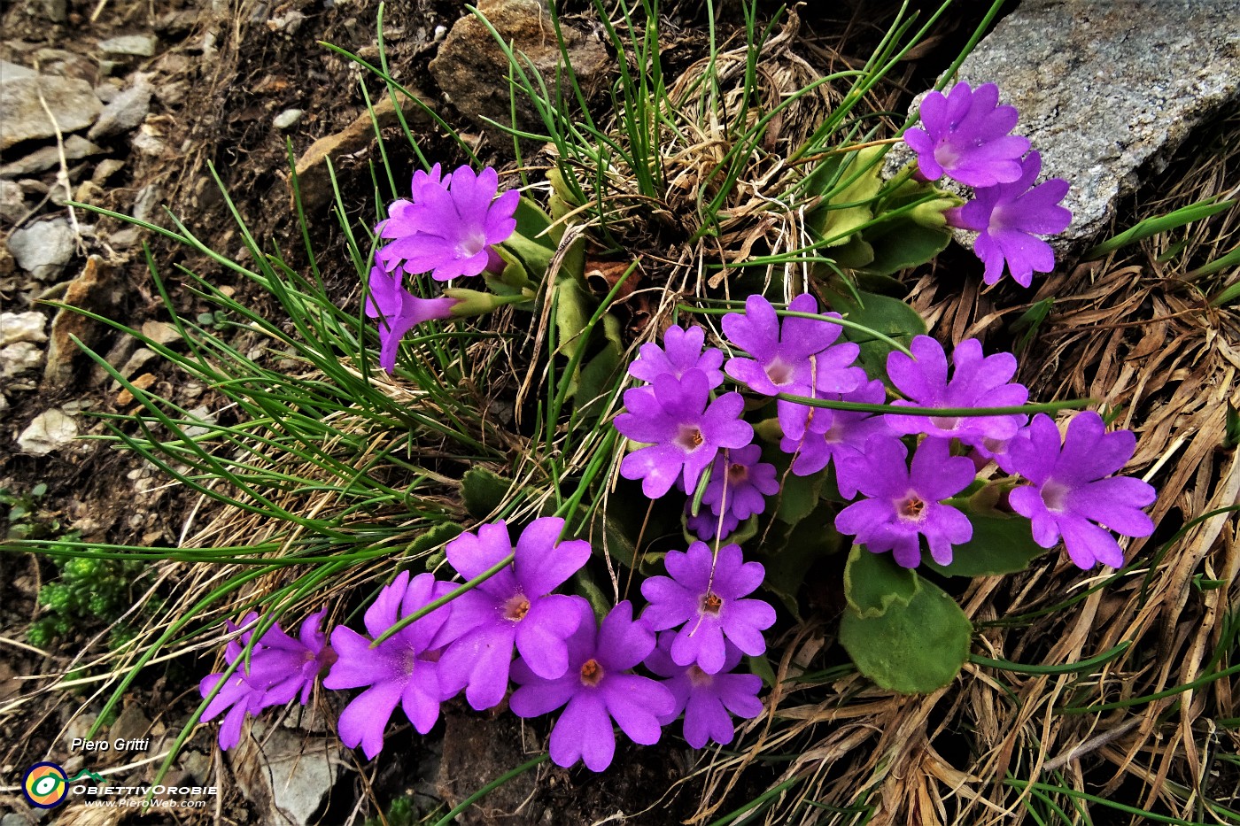 37 Primula  irsuta (Primula hirsuta).JPG